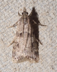 Scoparia palloralis