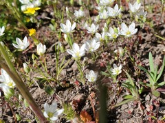 Sabulina californica
