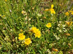 Erythranthe glaucescens