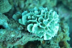 Calcarea
