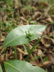 Tettigonia orientalis