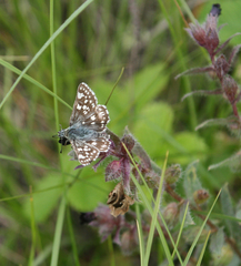 Muschampia cribrellum