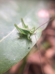 Tettigonia orientalis