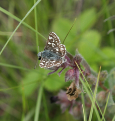 Muschampia cribrellum