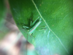 Tettigonia orientalis
