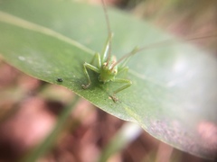 Tettigonia orientalis