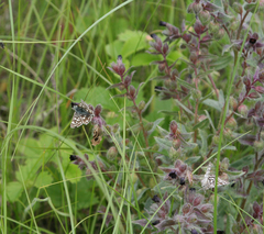 Muschampia cribrellum