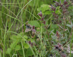 Muschampia cribrellum