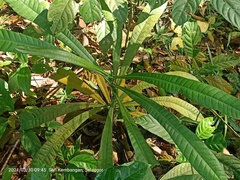 Campnosperma auriculatum