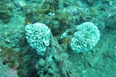 Calcarea