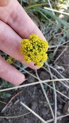 Lomatium austiniae