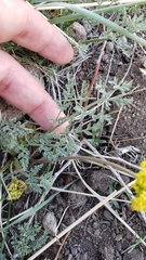 Lomatium austiniae