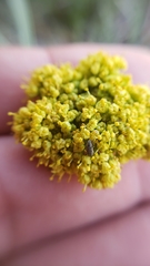 Lomatium austiniae