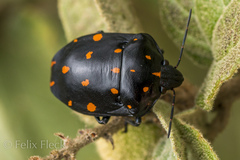 Pachycoris klugii