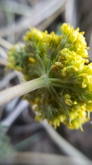 Lomatium austiniae