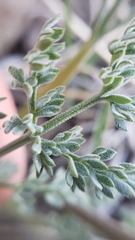 Lomatium austiniae