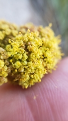 Lomatium austiniae