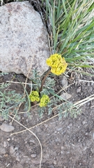 Lomatium austiniae