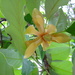 Magnolia utilis - Photo no hay derechos reservados, subido por Jean-Paul Boerekamps