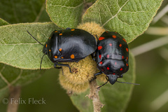 Pachycoris klugii