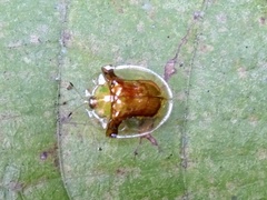 Aspidimorpha furcata