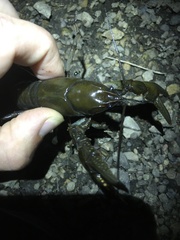 Lacunicambarus nebrascensis