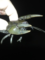 Lacunicambarus nebrascensis