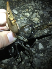 Lacunicambarus nebrascensis