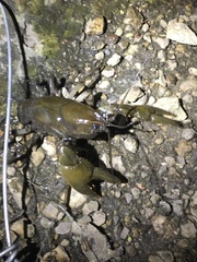 Lacunicambarus nebrascensis