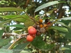 Ficus grossularioides