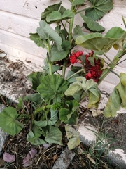 Pelargonium × hybridum