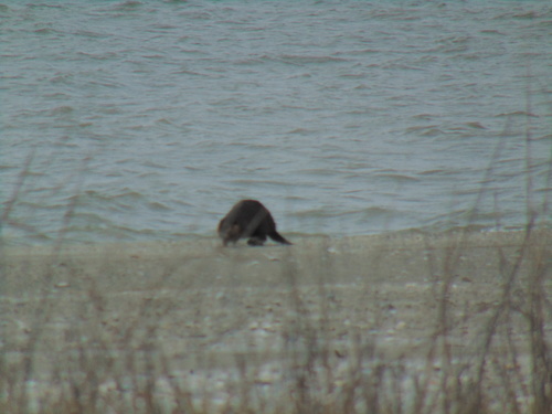 American Beaver photographed in Louisiana