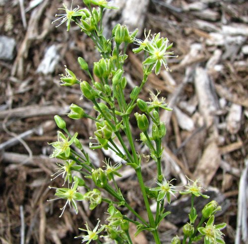 Schiedea adamantis
