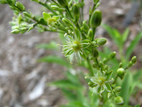 Schiedea adamantis