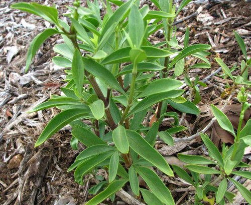 Schiedea adamantis
