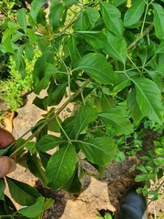 Heteromorpha arborescens