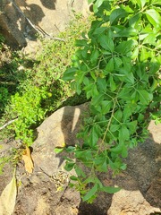 Heteromorpha arborescens