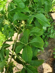 Heteromorpha arborescens