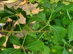 Heteromorpha arborescens