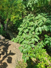 Heteromorpha arborescens