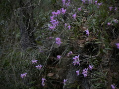 Laelia anceps