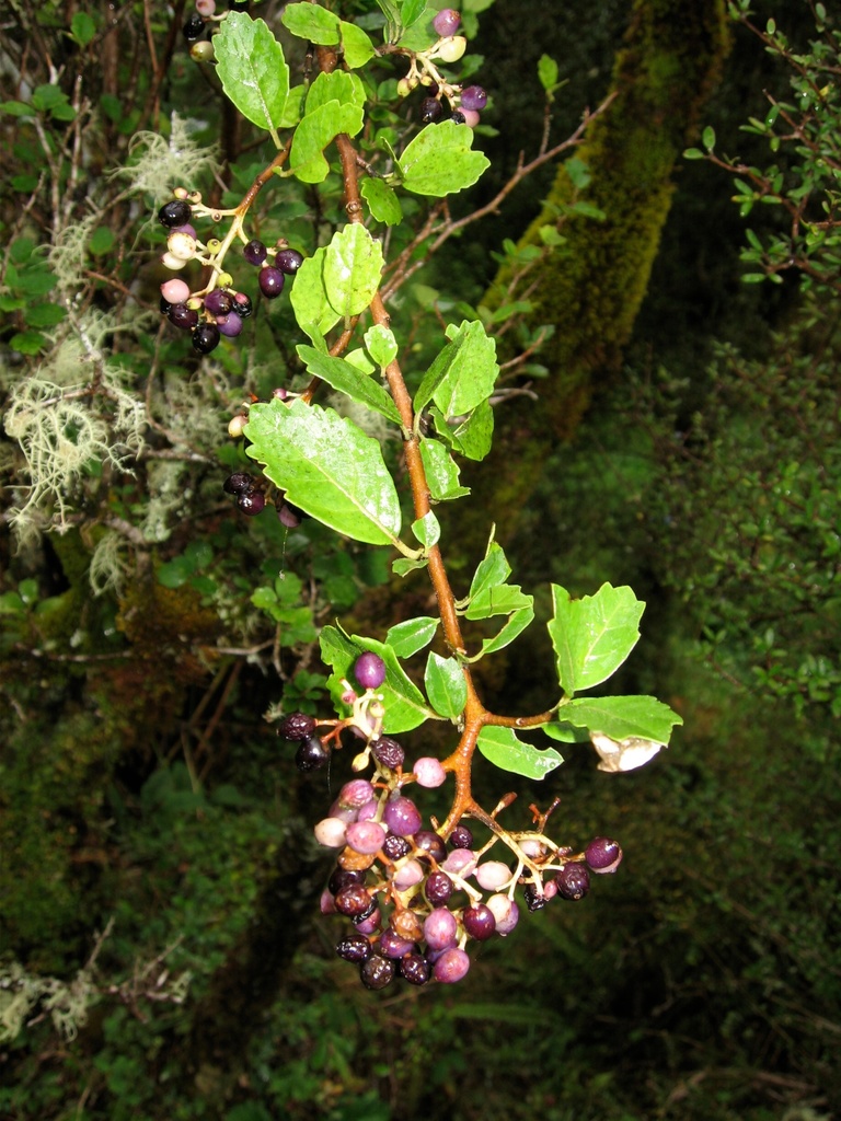 Pennantia