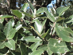Quercus eduardii