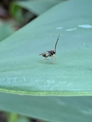 Eucharitidae
