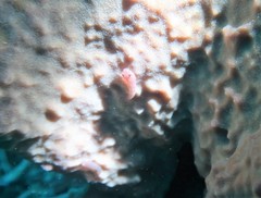 Cochleoceps bicolor