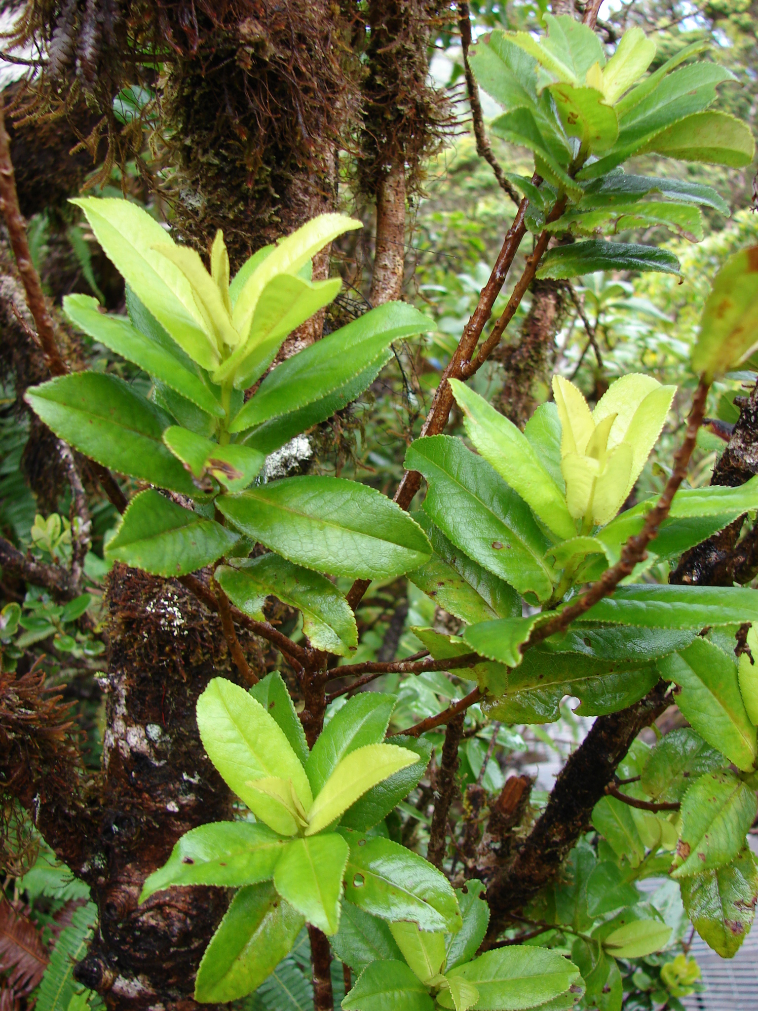 Eurya sandwicensis