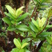 Eurya sandwicensis - Photo (c) Forest and Kim Starr, alguns direitos reservados (CC BY)