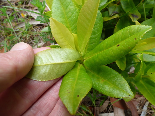 Eurya sandwicensis