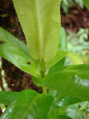 Eurya sandwicensis