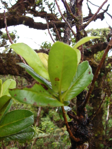 Eurya sandwicensis